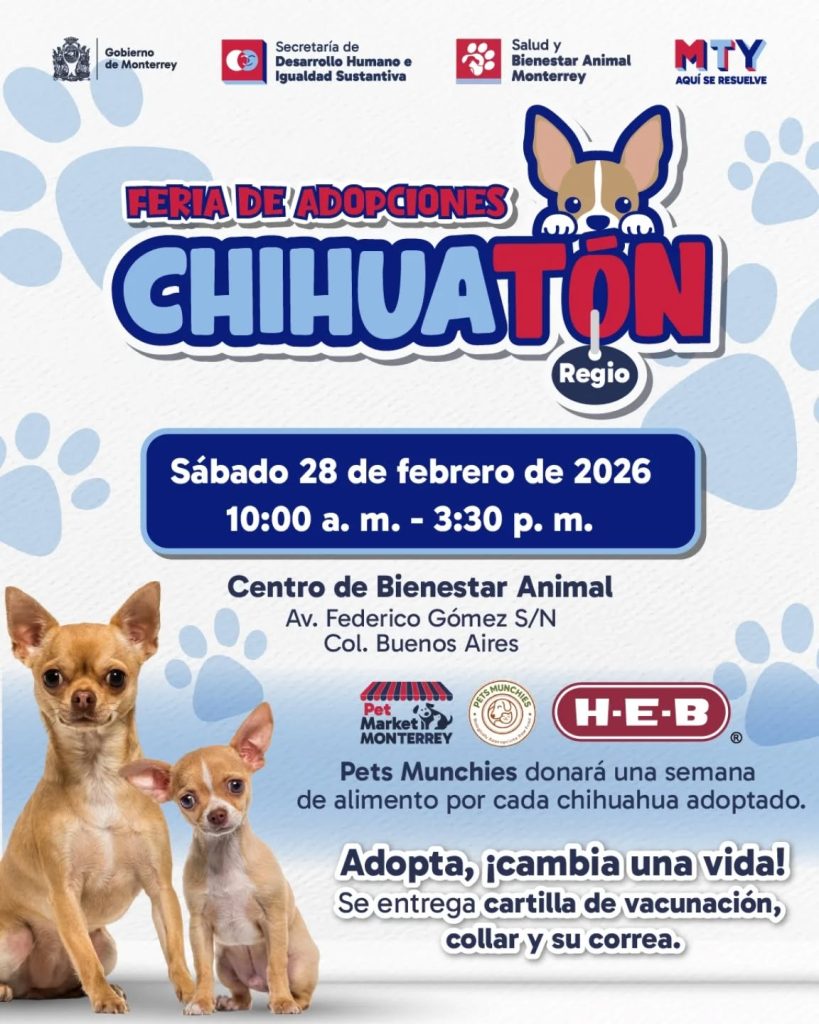 adopción-de-perritos-chihuahua-gobierno-de-monterrey-bienestar-animal-chihuatón-regio