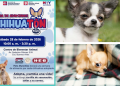 adopción-de-perritos-chihuahua-gobierno-de-monterrey-bienestar-animal-chihuatón-regio