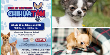 adopción-de-perritos-chihuahua-gobierno-de-monterrey-bienestar-animal-chihuatón-regio