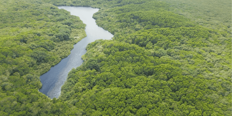 Semarnat-Quintana-Roo-SEMA-daño-ambiental