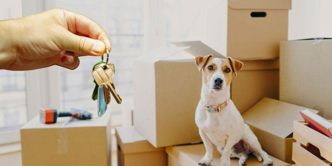 pet friendly el observador